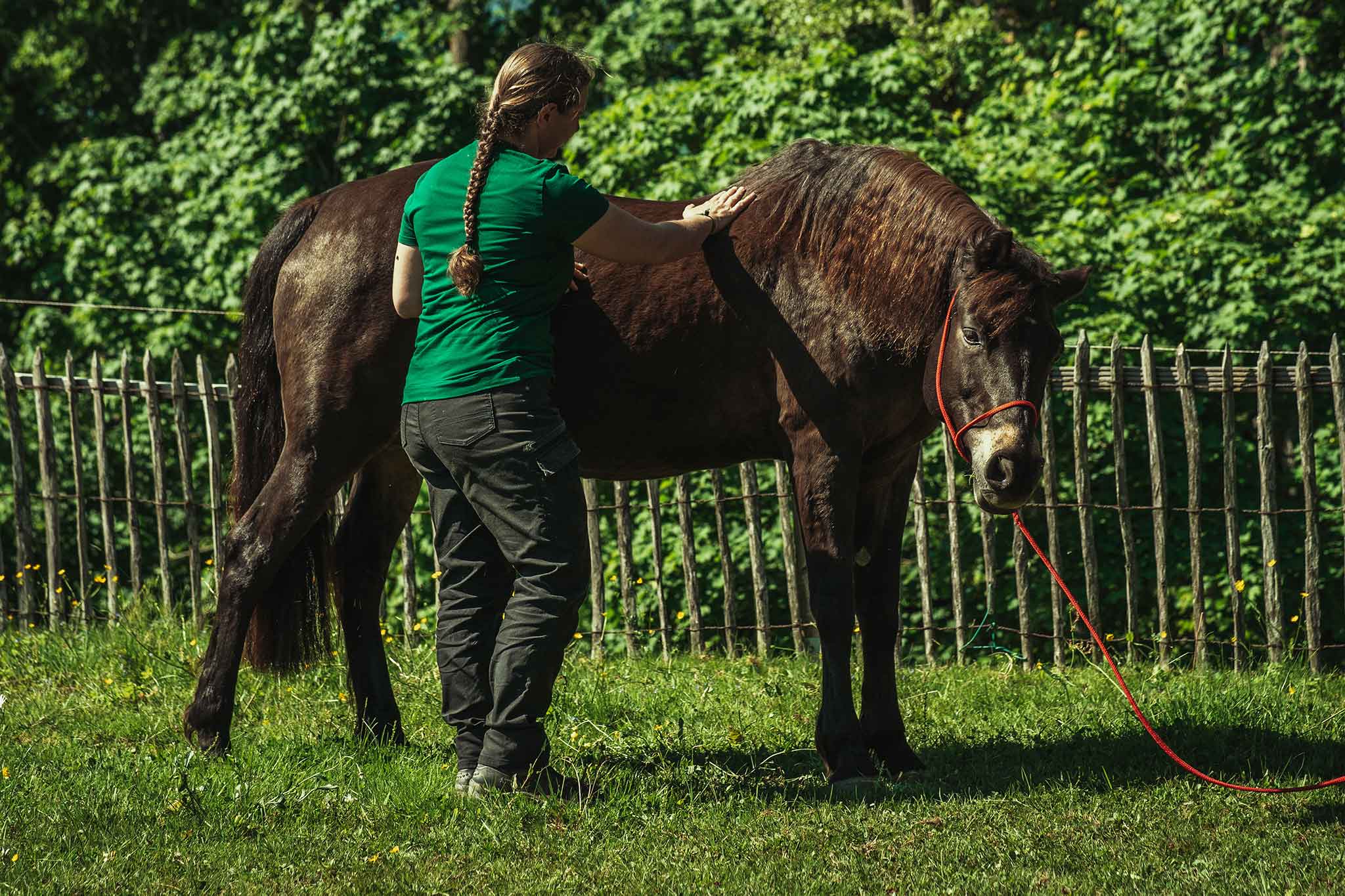 Body Condition Score